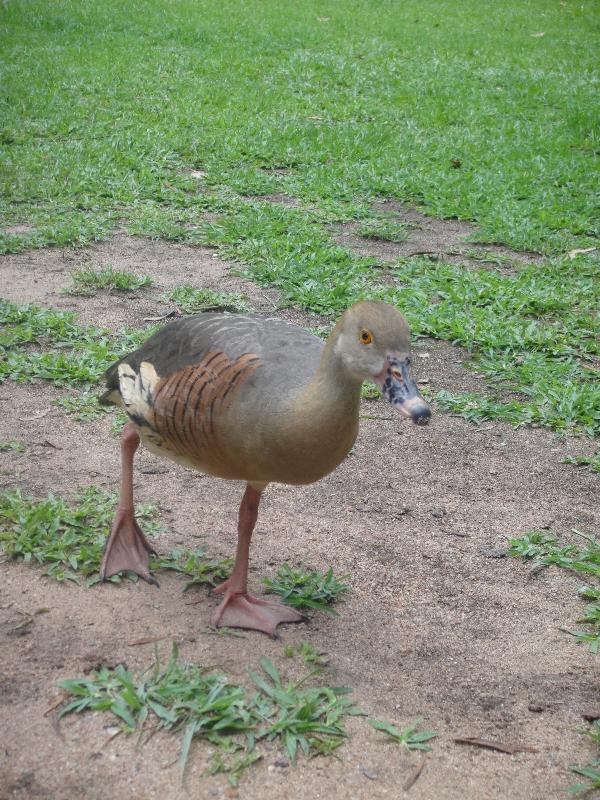 Photo The Steve Irwin Australia Zoo in Beerwah, Queensland fences