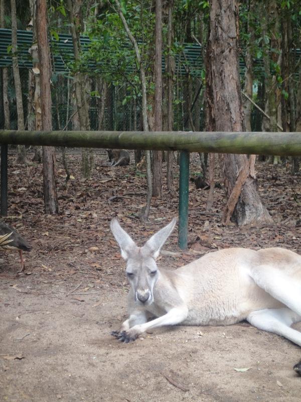 The Steve Irwin Australia Zoo in Beerwah, Queensland Album