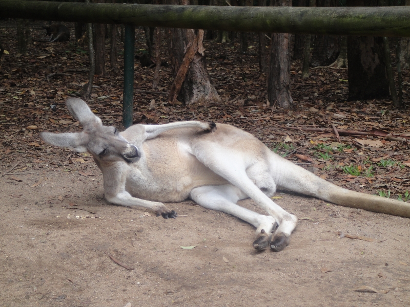 Photo The Steve Irwin Australia Zoo in Beerwah, Queensland rangers