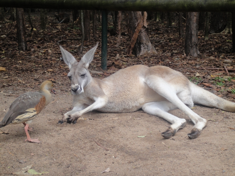 The Steve Irwin Australia Zoo in Beerwah, Queensland Blog Information