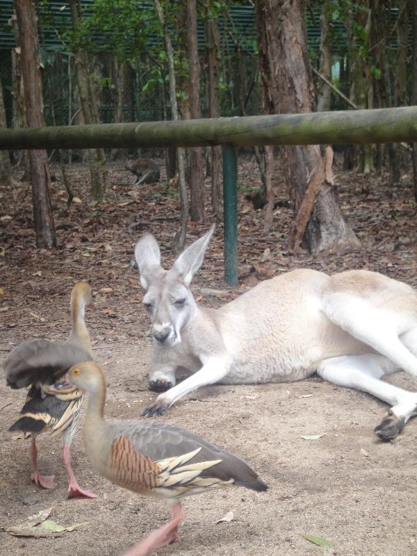 The Steve Irwin Australia Zoo in Beerwah, Queensland Diary Experience