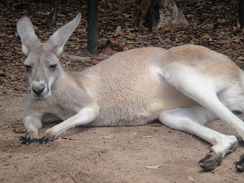 The Steve Irwin Australia Zoo in Beerwah, Queensland Vacation Information