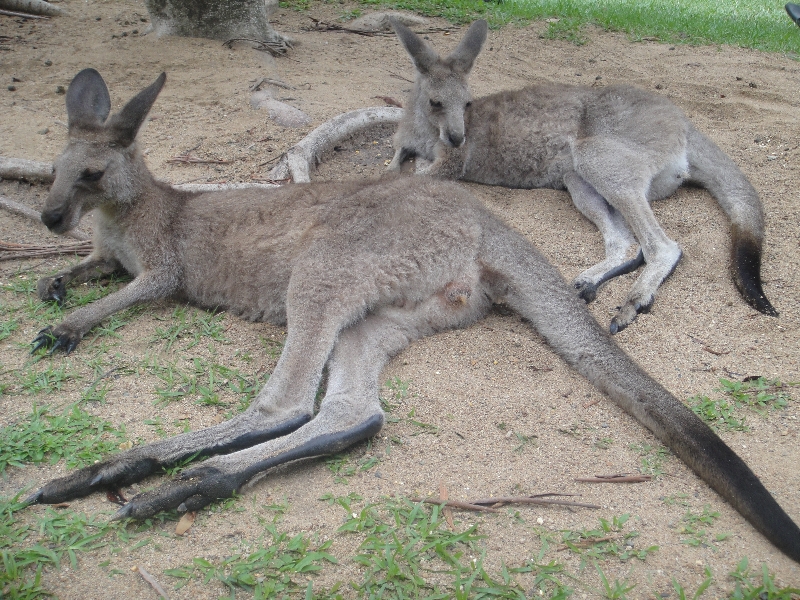 Photo The Steve Irwin Australia Zoo in Beerwah, Queensland taking