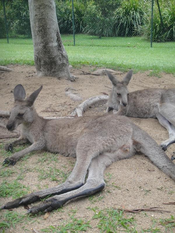 Photo The Steve Irwin Australia Zoo in Beerwah, Queensland Elephants