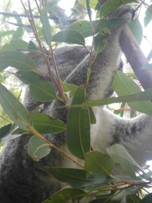 The Steve Irwin Australia Zoo in Beerwah, Queensland Blog Review