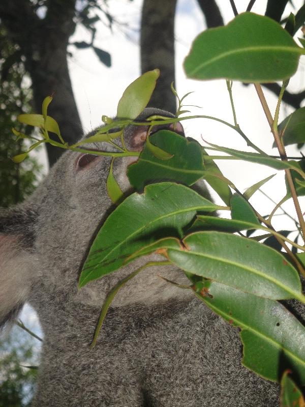 Photo The Steve Irwin Australia Zoo in Beerwah, Queensland creatures
