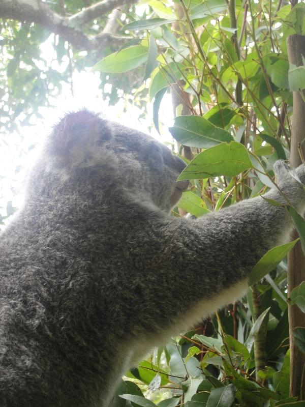 The Steve Irwin Australia Zoo in Beerwah, Queensland Vacation Picture