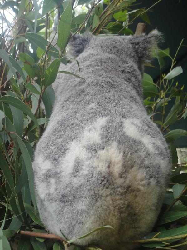 Photo The Steve Irwin Australia Zoo in Beerwah, Queensland mighty