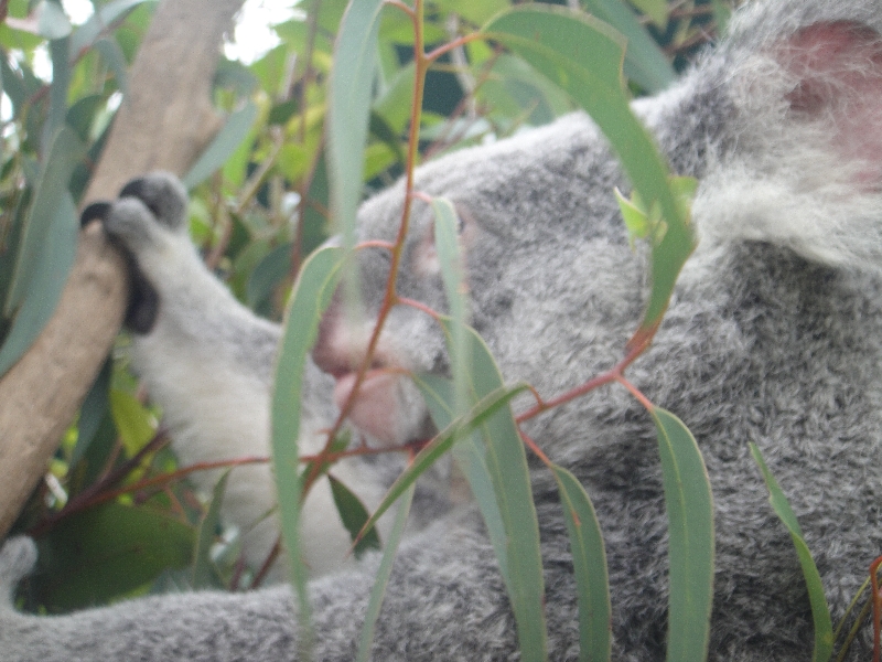 The Steve Irwin Australia Zoo in Beerwah, Queensland Holiday Adventure