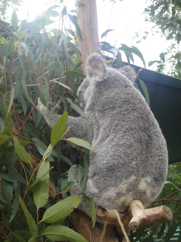 The Steve Irwin Australia Zoo in Beerwah, Queensland Holiday Review