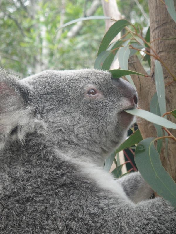 Photo The Steve Irwin Australia Zoo in Beerwah, Queensland allows