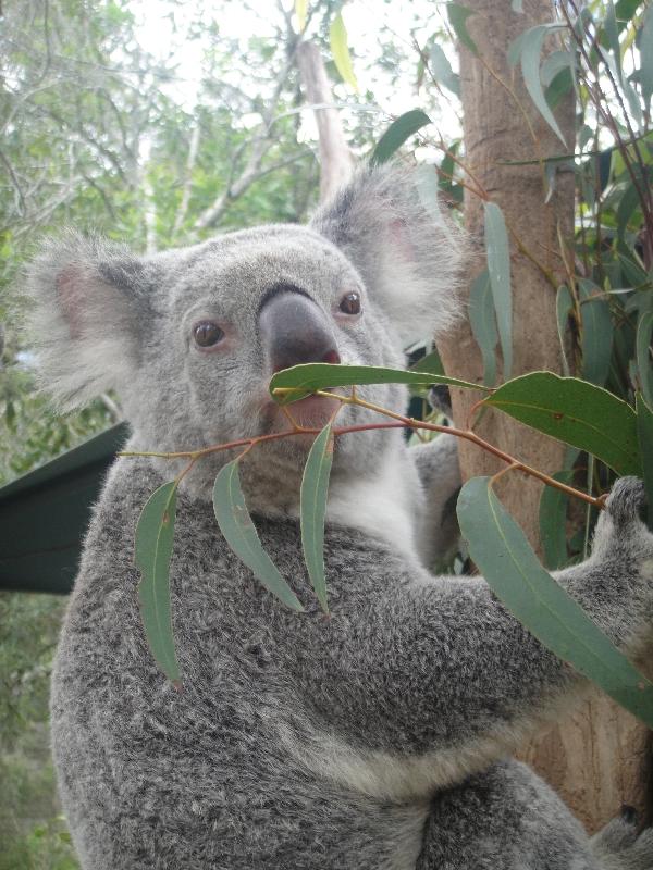 Photo The Steve Irwin Australia Zoo in Beerwah, Queensland exciting