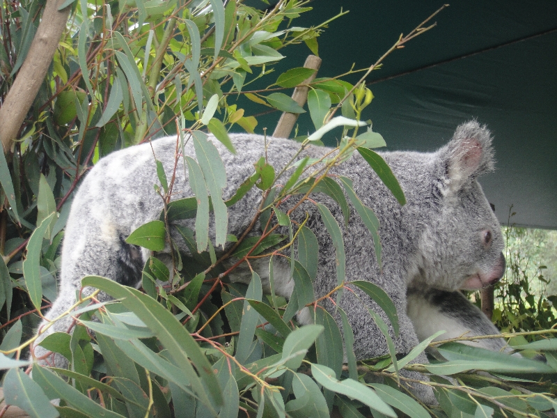 The Steve Irwin Australia Zoo in Beerwah, Queensland Diary