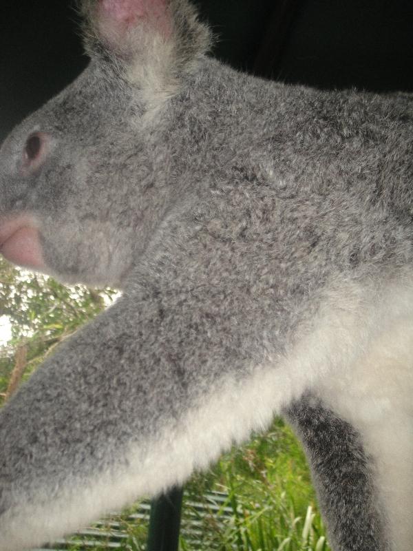 The Steve Irwin Australia Zoo in Beerwah, Queensland Trip Photographs