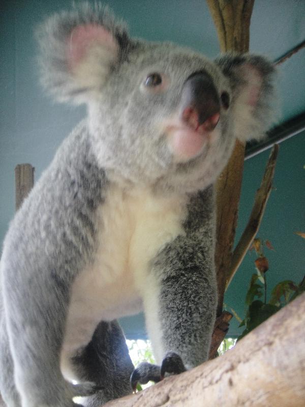 Photo The Steve Irwin Australia Zoo in Beerwah, Queensland behaviours