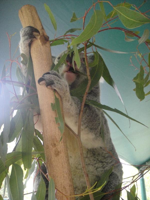 The Steve Irwin Australia Zoo in Beerwah, Queensland Photos