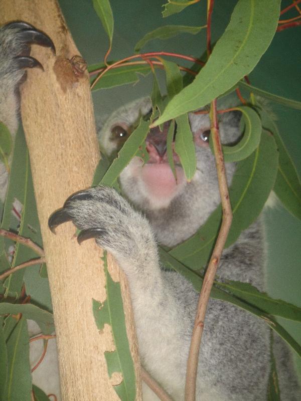 The Steve Irwin Australia Zoo in Beerwah, Queensland Travel Pictures