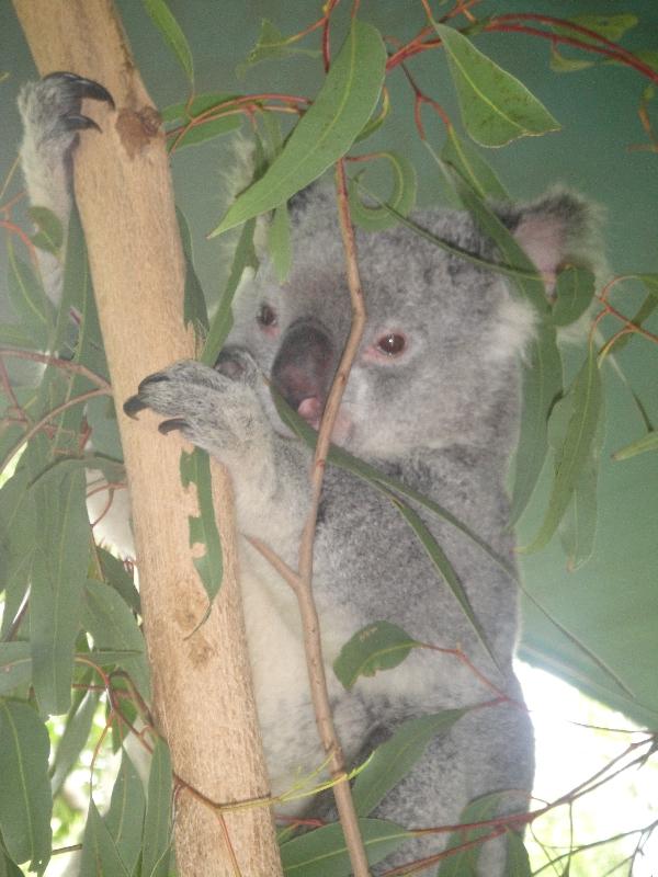 The Steve Irwin Australia Zoo in Beerwah, Queensland Trip Vacation