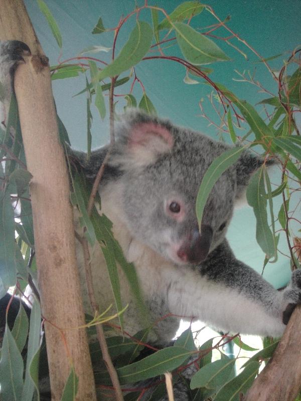 The Steve Irwin Australia Zoo in Beerwah, Queensland Travel