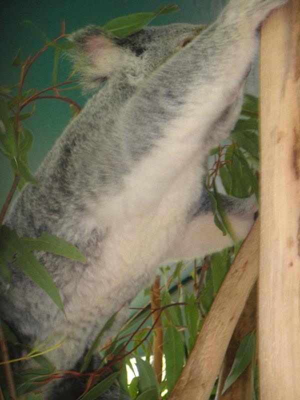 Photo The Steve Irwin Australia Zoo in Beerwah, Queensland enthusiastic
