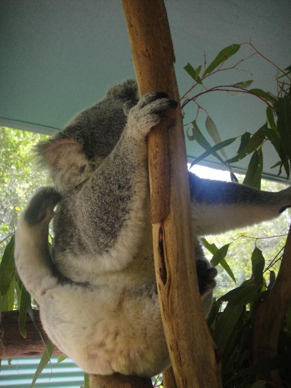 Photo The Steve Irwin Australia Zoo in Beerwah, Queensland started