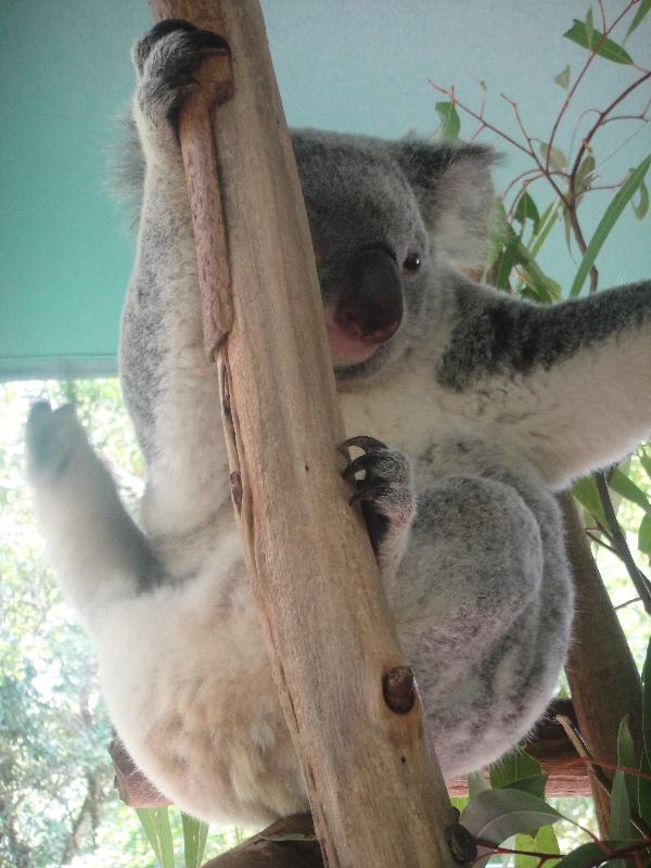 Photo The Steve Irwin Australia Zoo in Beerwah, Queensland accross