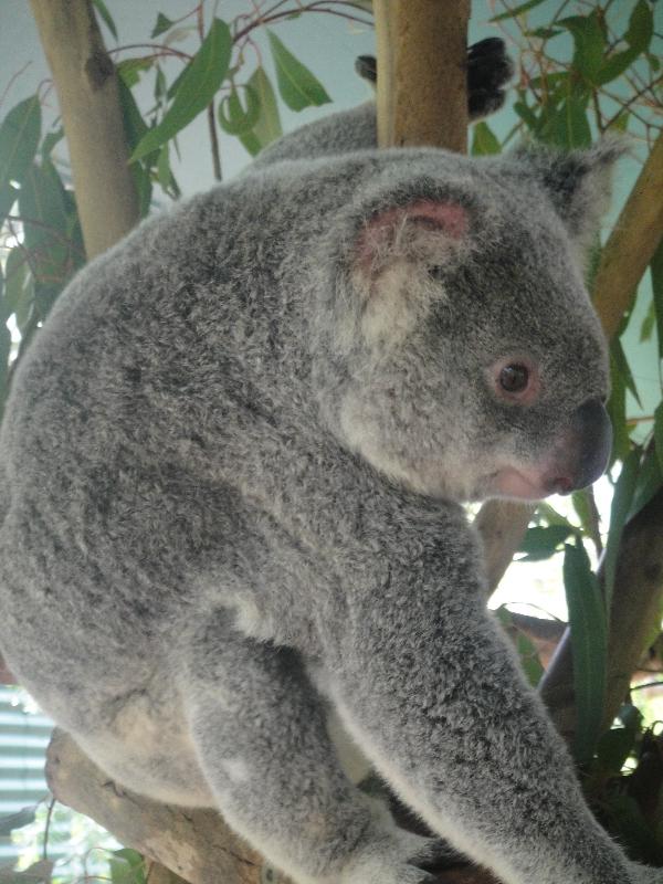 Photo The Steve Irwin Australia Zoo in Beerwah, Queensland snakes