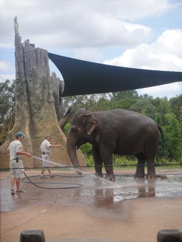 Photo The Steve Irwin Australia Zoo in Beerwah, Queensland witness