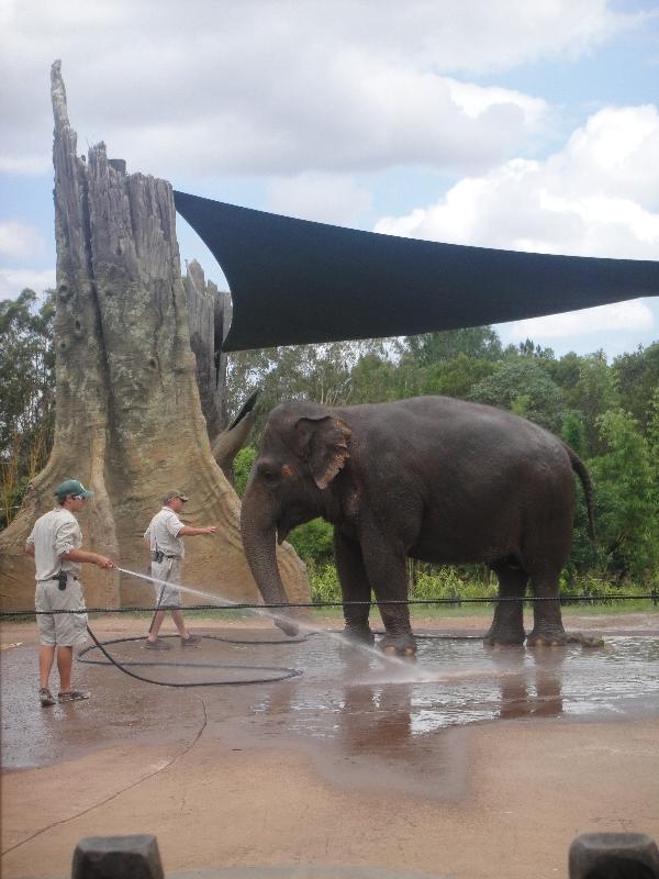 The Steve Irwin Australia Zoo in Beerwah, Queensland Photo