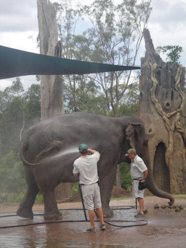 Photo The Steve Irwin Australia Zoo in Beerwah, Queensland behaviour