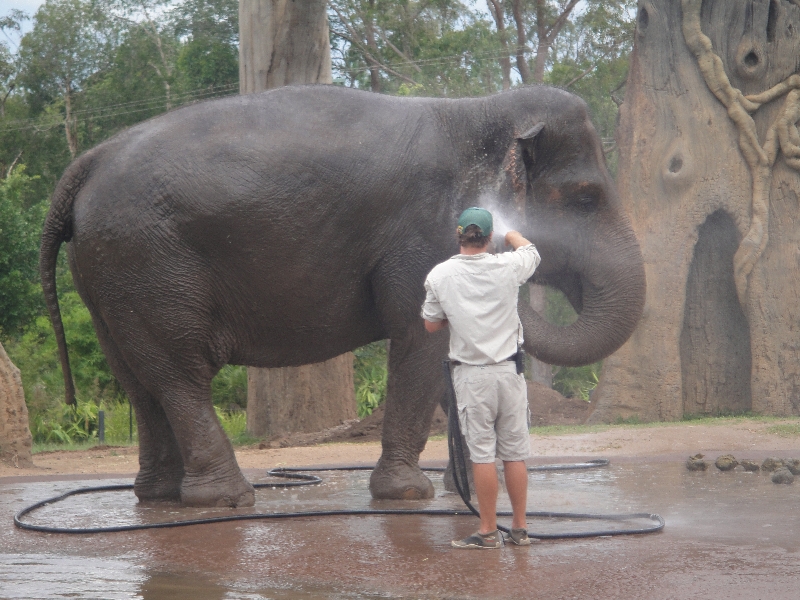 The Steve Irwin Australia Zoo in Beerwah, Queensland Travel Album