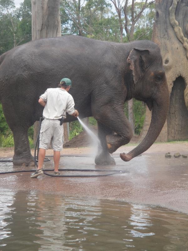 Photo The Steve Irwin Australia Zoo in Beerwah, Queensland Through