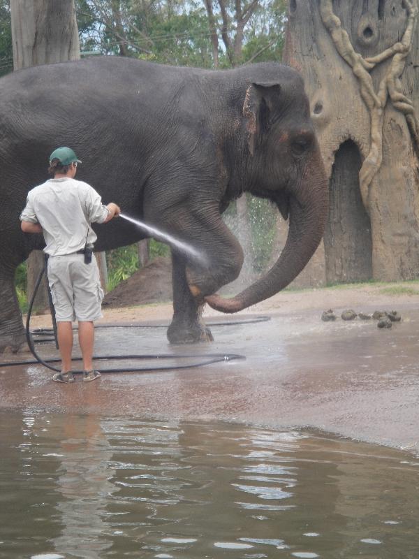 Photo The Steve Irwin Australia Zoo in Beerwah, Queensland artificial