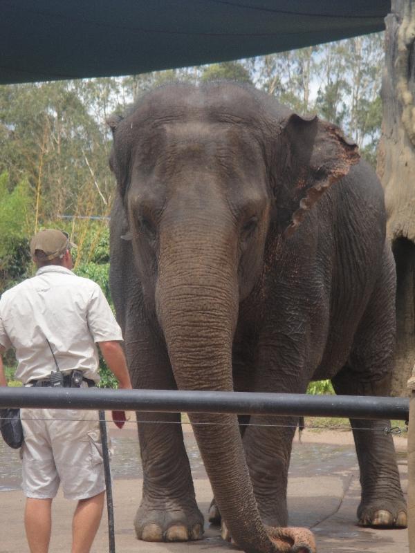 The Steve Irwin Australia Zoo in Beerwah, Queensland Vacation Diary