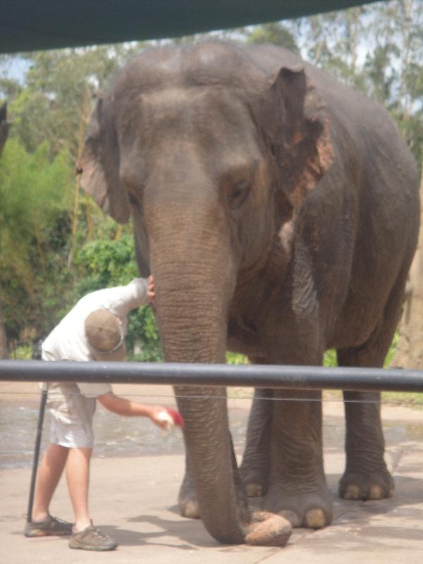 Photo The Steve Irwin Australia Zoo in Beerwah, Queensland stamping