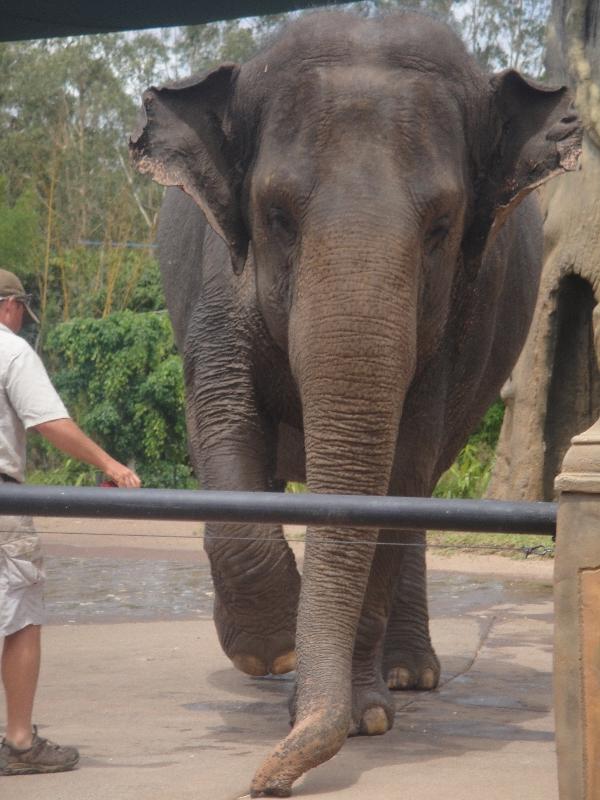 Photo The Steve Irwin Australia Zoo in Beerwah, Queensland hunting