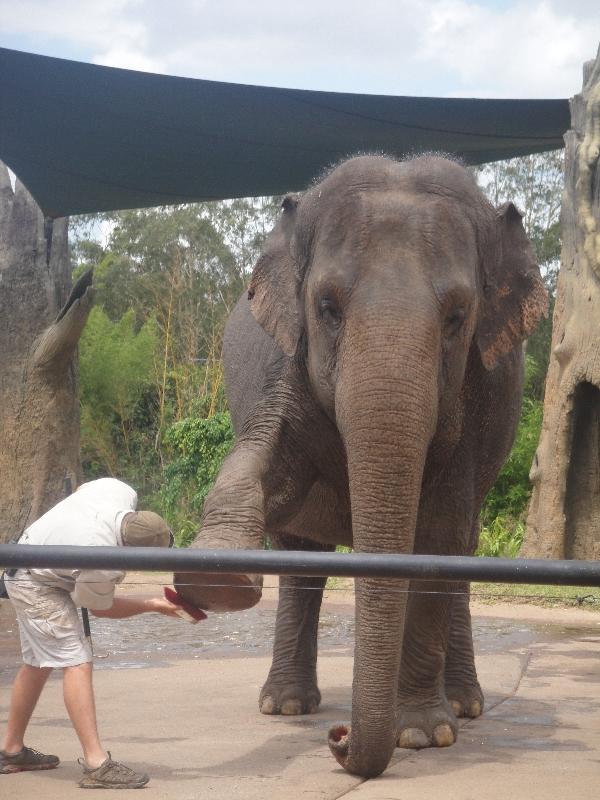 The Steve Irwin Australia Zoo in Beerwah, Queensland Photo Sharing