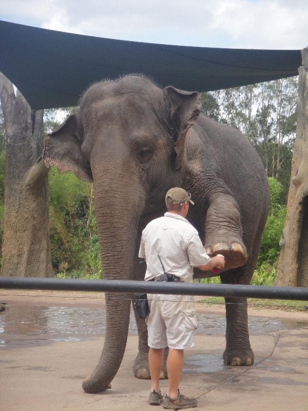 Photo The Steve Irwin Australia Zoo in Beerwah, Queensland possible