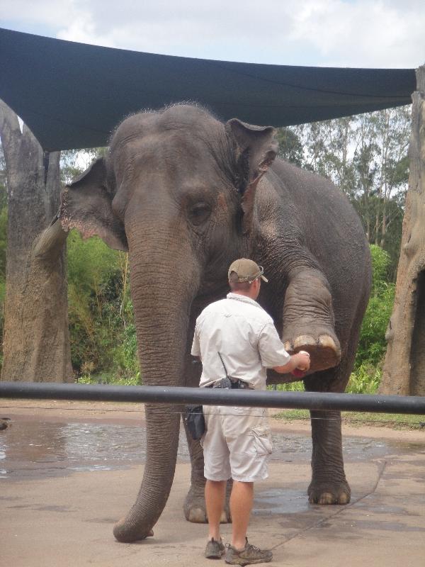 The Steve Irwin Australia Zoo in Beerwah, Queensland Trip Adventure