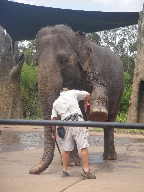 Photo The Steve Irwin Australia Zoo in Beerwah, Queensland holding