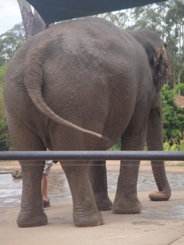 Photo The Steve Irwin Australia Zoo in Beerwah, Queensland moment