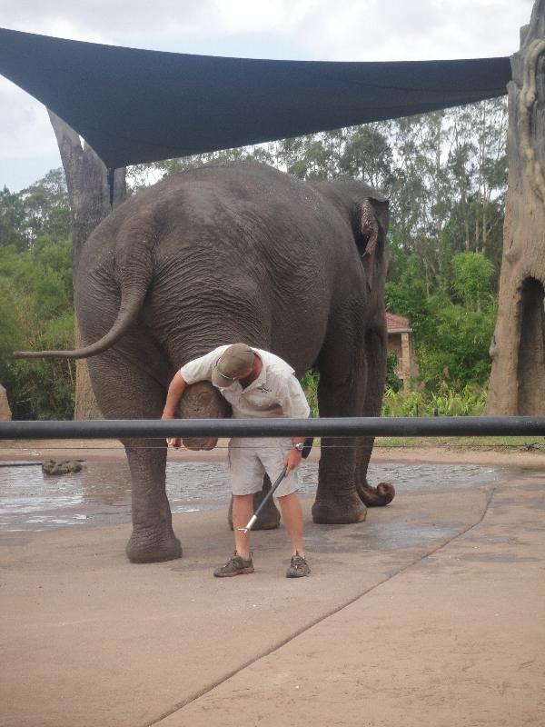 The Steve Irwin Australia Zoo in Beerwah, Queensland Information