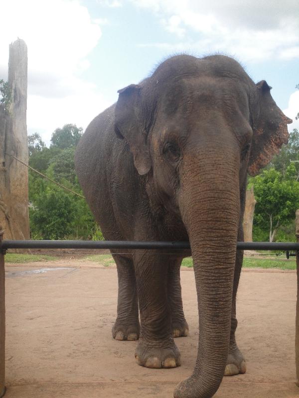 Photo The Steve Irwin Australia Zoo in Beerwah, Queensland tasmanian