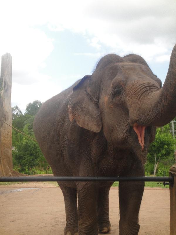 Photo The Steve Irwin Australia Zoo in Beerwah, Queensland freshwater