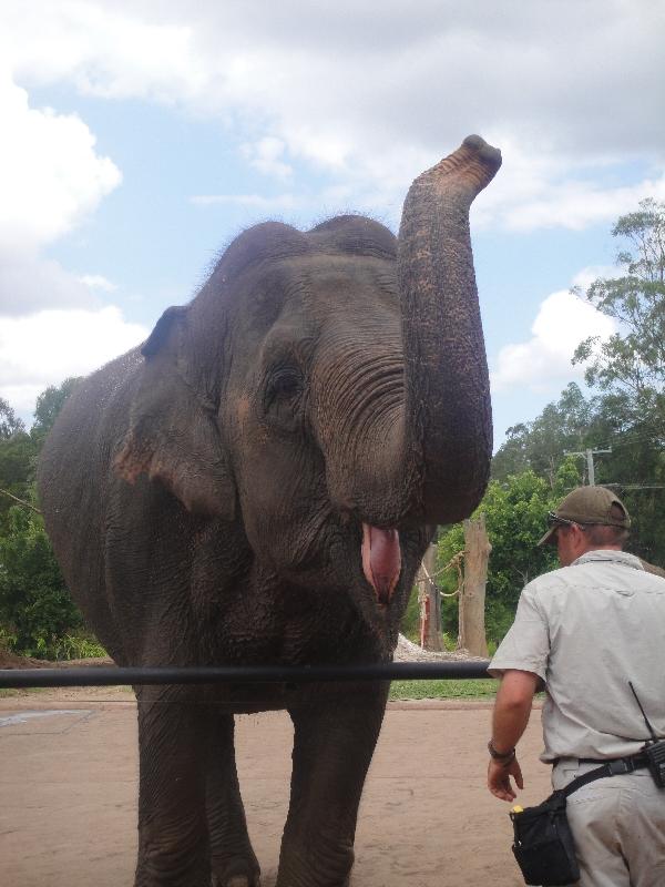 The Steve Irwin Australia Zoo in Beerwah, Queensland Vacation Adventure