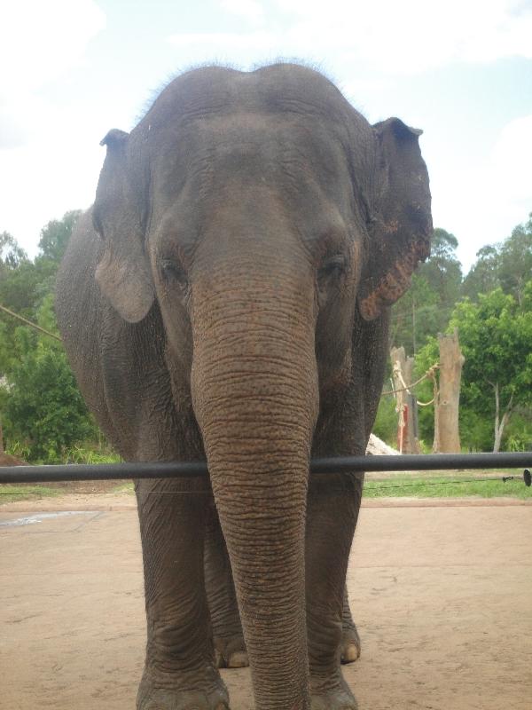 The Steve Irwin Australia Zoo in Beerwah, Queensland Travel Adventure