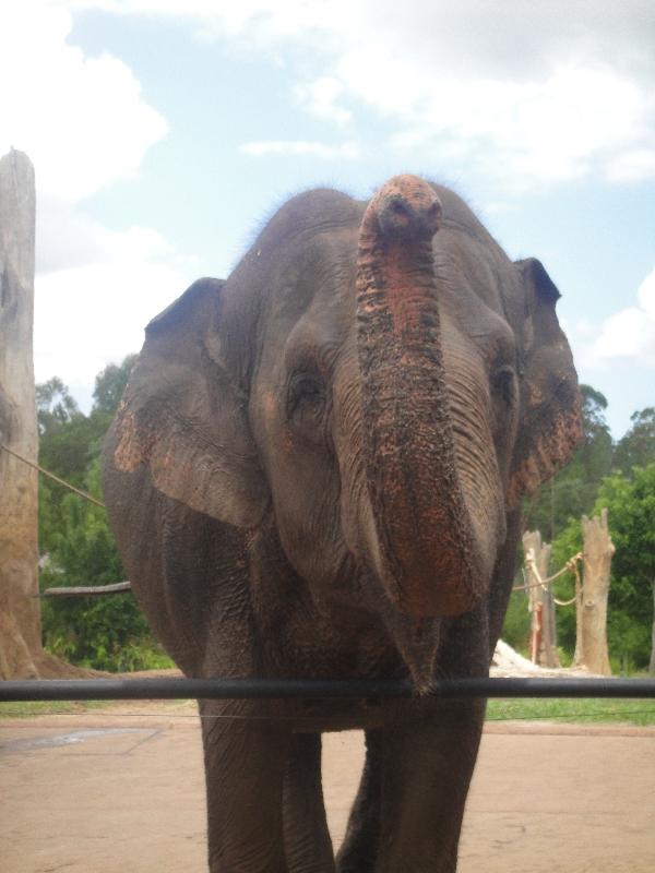 Photo The Steve Irwin Australia Zoo in Beerwah, Queensland Driving