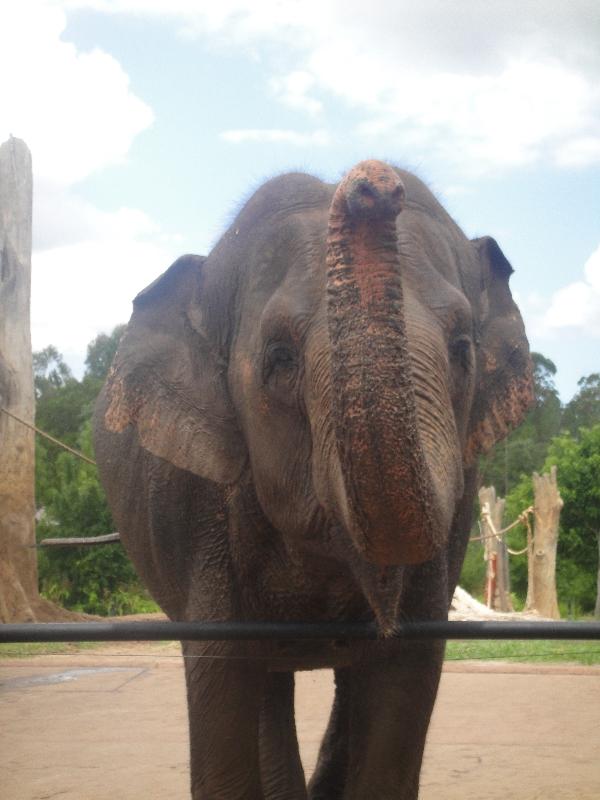 The Steve Irwin Australia Zoo in Beerwah, Queensland Travel Information