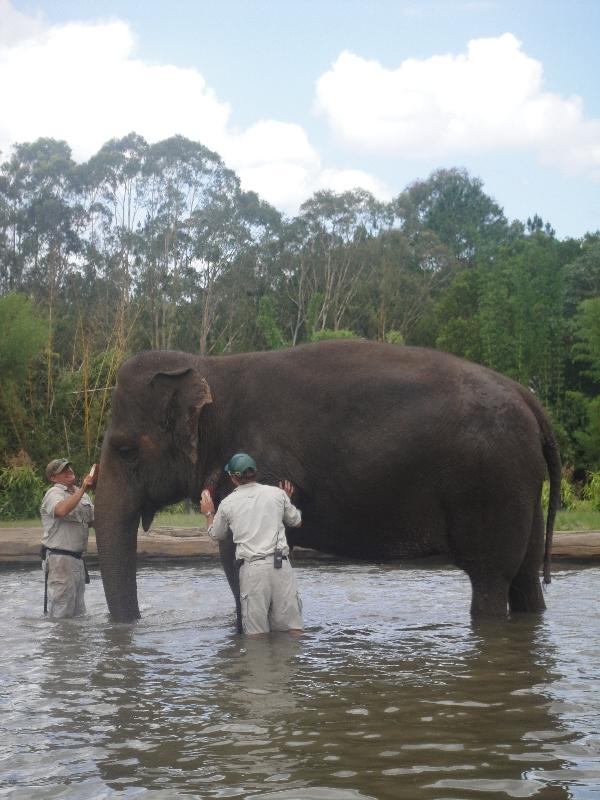 The Steve Irwin Australia Zoo in Beerwah, Queensland Picture gallery