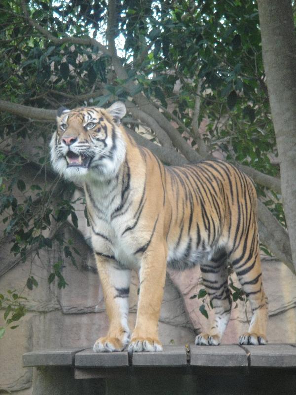 The Steve Irwin Australia Zoo in Beerwah, Queensland Vacation